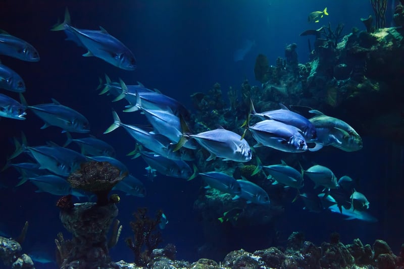 Deep-Sea Exploration